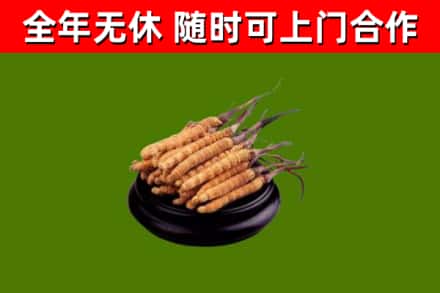 兰溪回收散虫草